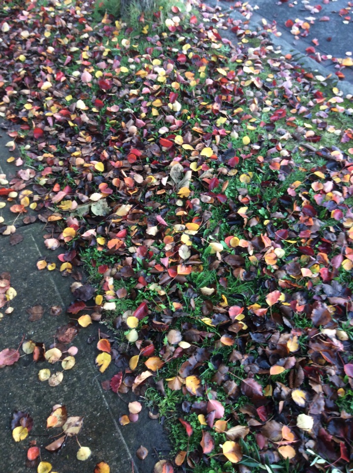 Осень в Австралии — Одежда и обувь для кукол BJD (БЖД): 1/3