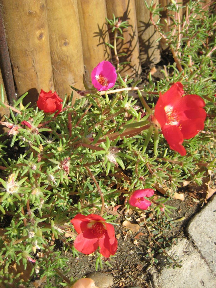 Вот такая вот Болгария — Туризм и путешествия: фотоотчеты из поездок