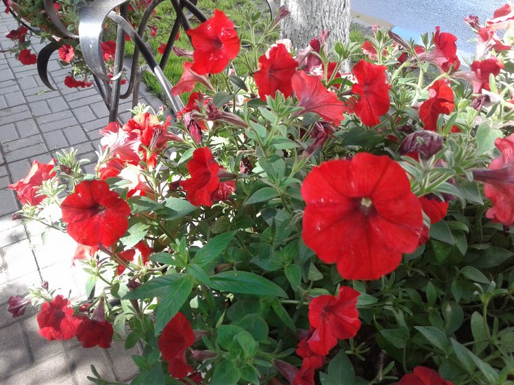 Псков: из лета в лето. Прогулки по городу и куклы