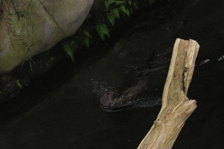 По Германии: зоопарк Лейпцига, часть 2