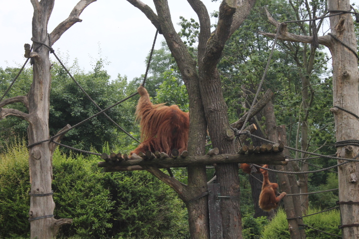 По Германии: зоопарк Лейпцига, часть 3