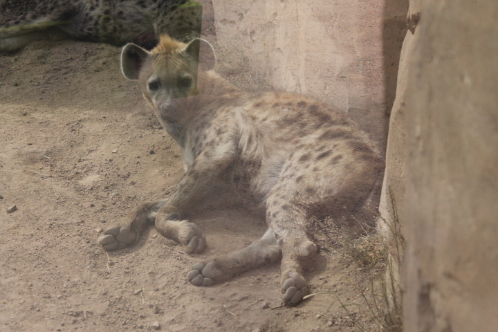 По Германии: зоопарк Лейпцига, часть 3