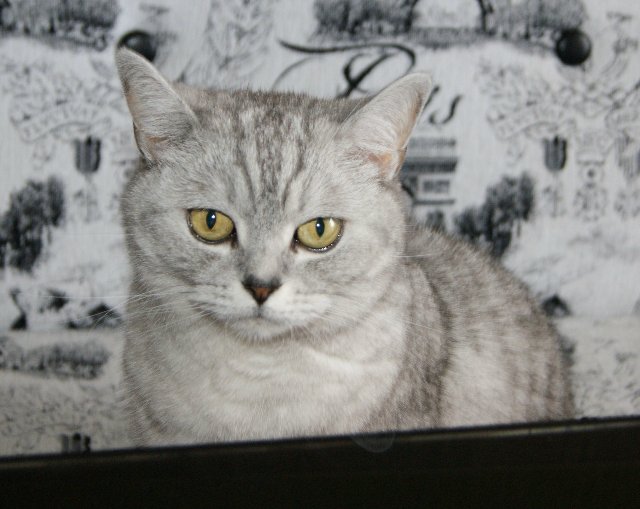 Azalea Kimberly Lasher и другие дюймовочки