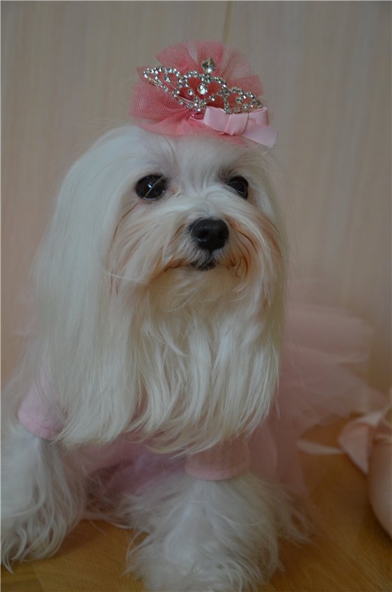 Балерина Хлоя или наше участие в конкурсе "Кукла и питомец"