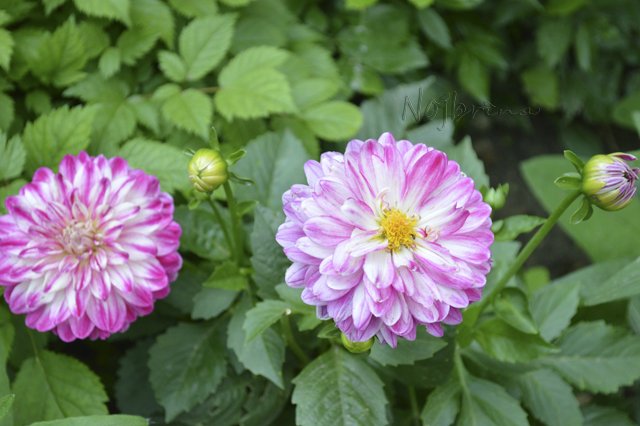 Яркие краски. Вихтели Rosemarie Anna Muller