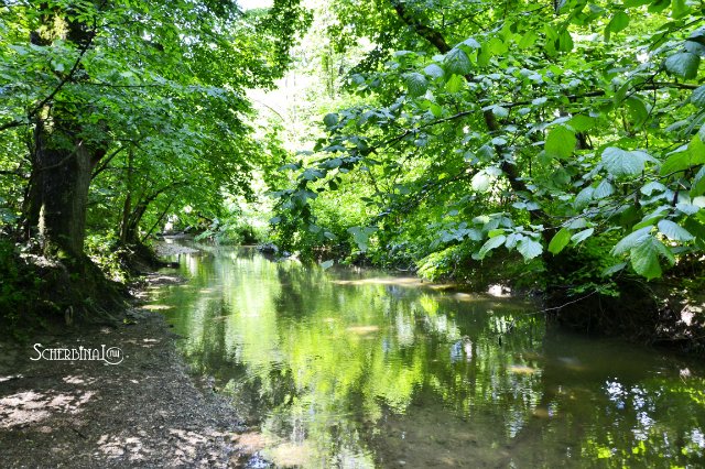 Софи и уикэнд в лесу — Аниме куклы (MJD/Винил): Imomo