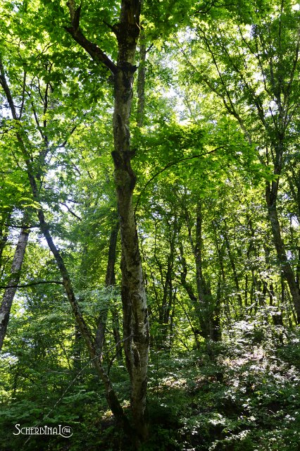 Софи и уикэнд в лесу — Аниме куклы (MJD/Винил): Imomo