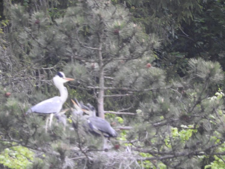 Любителям птиц. Серая цапля Словении (фото 10)