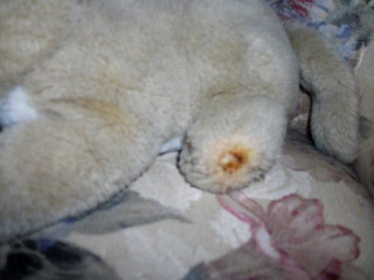 Мои спасенные зверики — Болталка и разговоры обо всем: жизнь (фото 4)