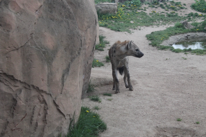 По Германии: зоопарк Лейпцига, часть 1