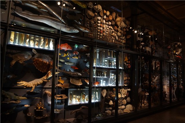 Взятие Берлина. Часть 3. Аква-дом, Улыбка бегемота и Прототип куколок Шильдкрот