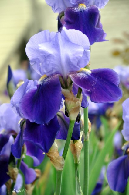 Моя вторая Olivia от Helen Kish | Бэйбики Моя вторая Olivia от Helen Kish