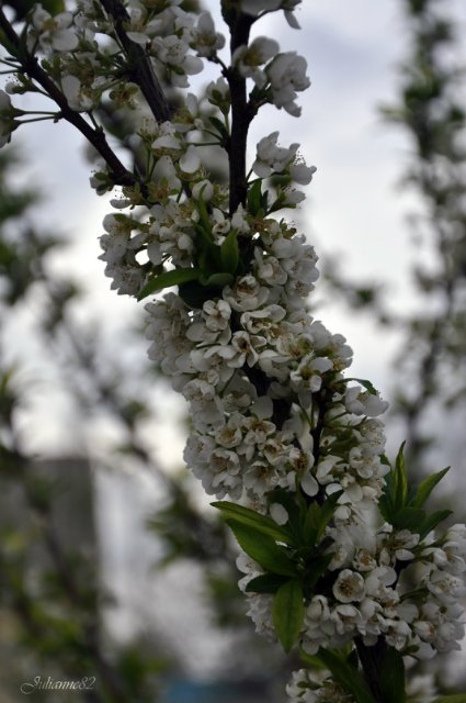 "Первый майский день..." Оливия от Helen KISH