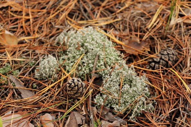 По грибы. Бузулукский бор