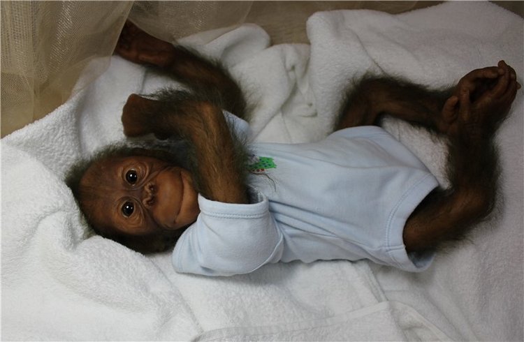 Гоша! Наш милый Гоша! Кукла реборн Анастасии Гангало (фото 4)