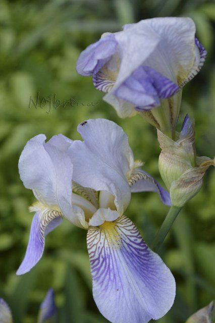 Яркие краски. Вихтели Rosemarie Anna Muller