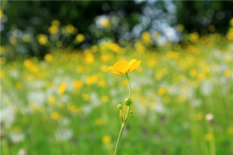 46-ой Пушкинский праздник поэзии в Берново. Часть первая