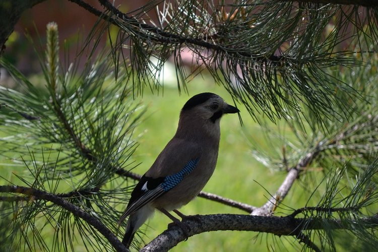 О чем мечтает Мариетта — Куклы Carmen Gonzalez (Кармен Гонсалез): Мариетта