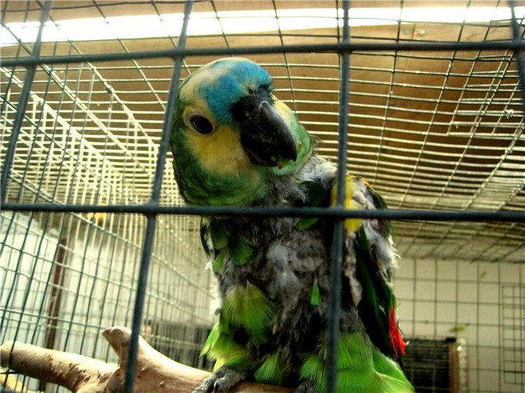 Лето. Солнце. Море. Всё смешалось - звери, куклы. Часть2 | Бэйбики Лето. Солнце. Море. Всё смешалось - звери, куклы. Часть2