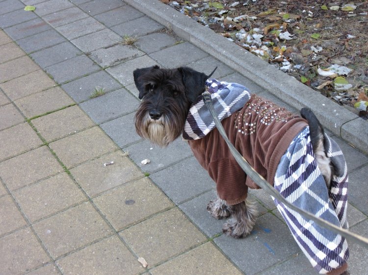 Утренняя прогулка в парке Горького с Соломоном и Анхен, или О сложностях гуляния с собакой и куклой одновременно