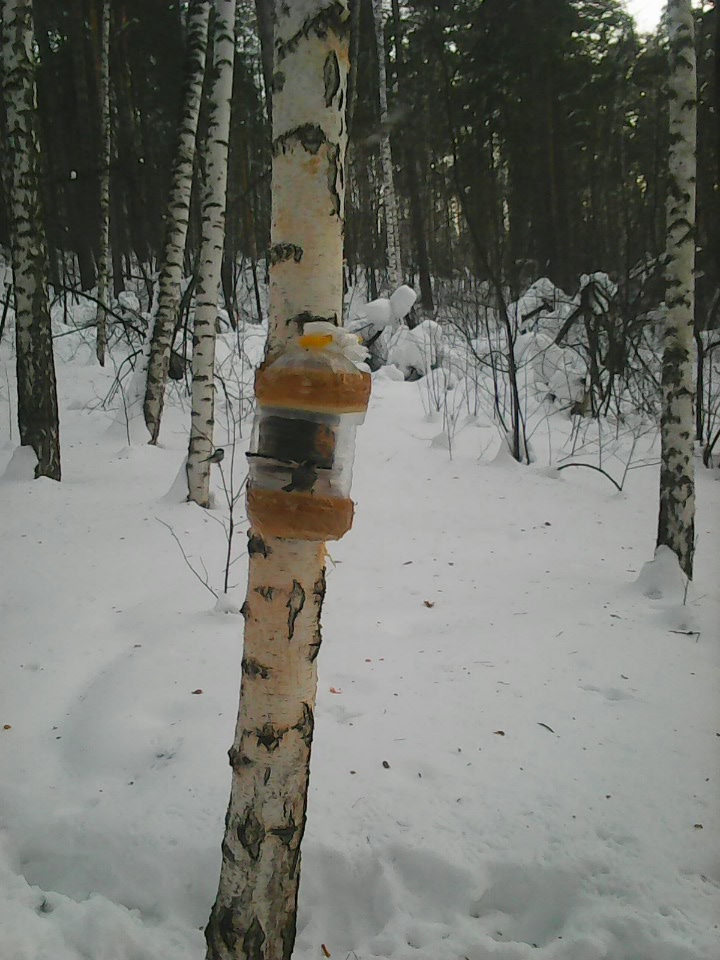 Интересное наблюдение за птицами у кормушки