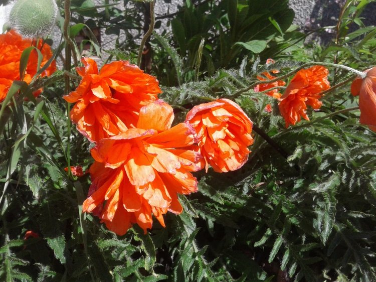 Природа Пскова: из весны в лето