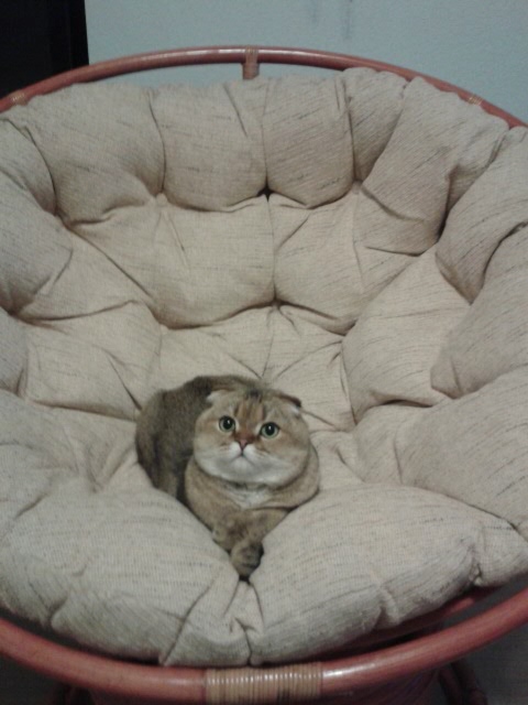 Опять котики. "Это все МА-Е!!" (фото 3)