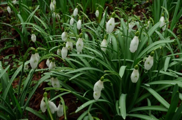 Зимнее солнце. Глава 10. Джаред из семьи Фоксов (фото 7)