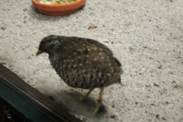 По Германии: зоопарк Лейпцига, часть 2