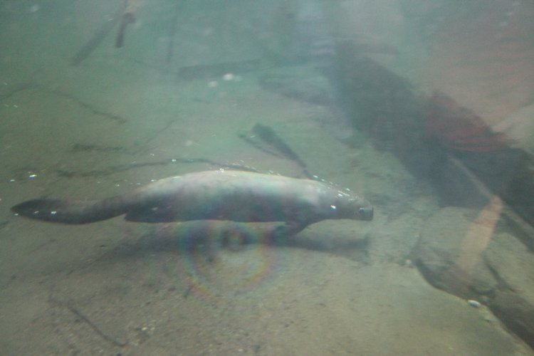 По Германии: зоопарк Лейпцига, часть 2