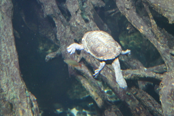 По Германии: зоопарк Лейпцига, часть 2