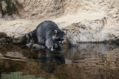 Воронежский океанариум — Туризм и путешествия: фотоотчеты из поездок (фото 2)