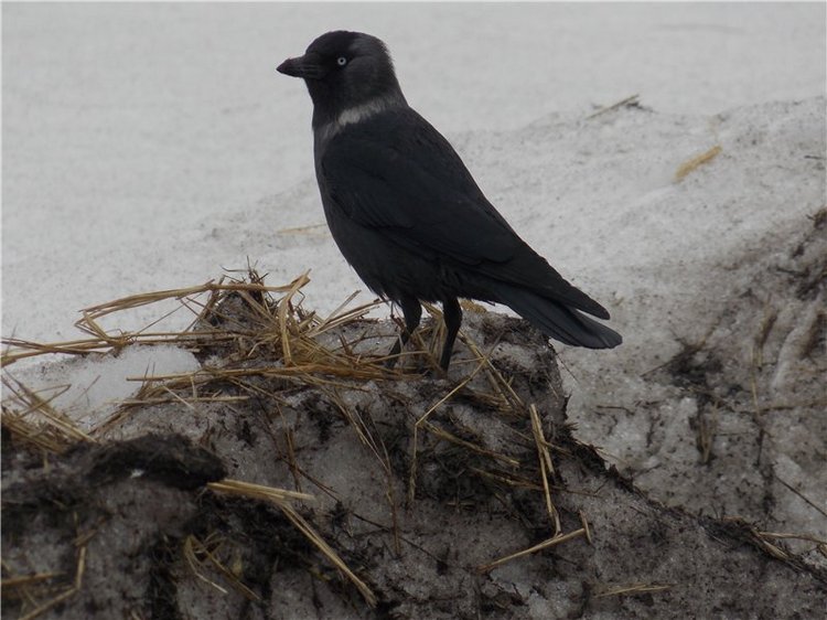 Гелькина прогулка (кукла Готц)
