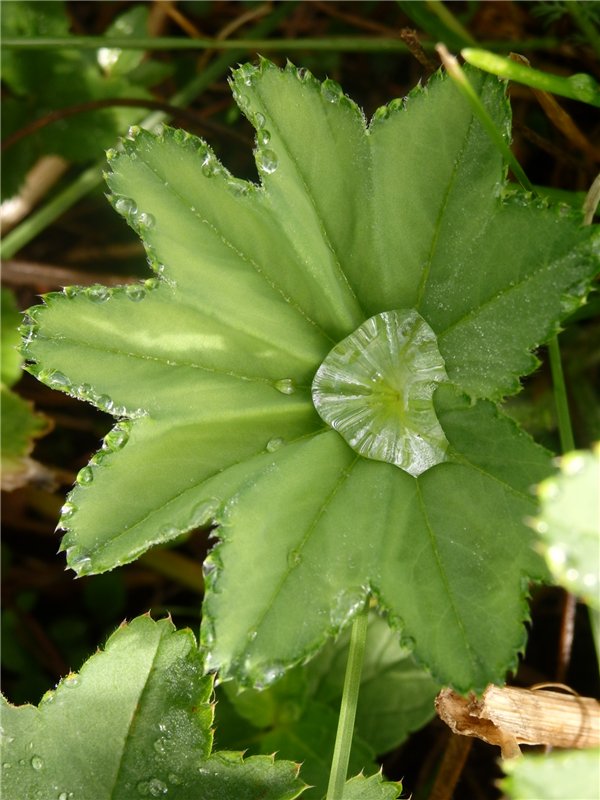 Лесная сказка или Варварка на Нугуше (фото 9)