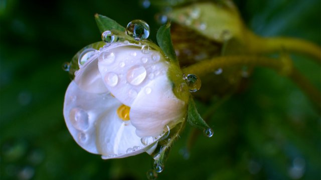 Капелька :) — Интересное и необычное: фотоподборки (фото 3)