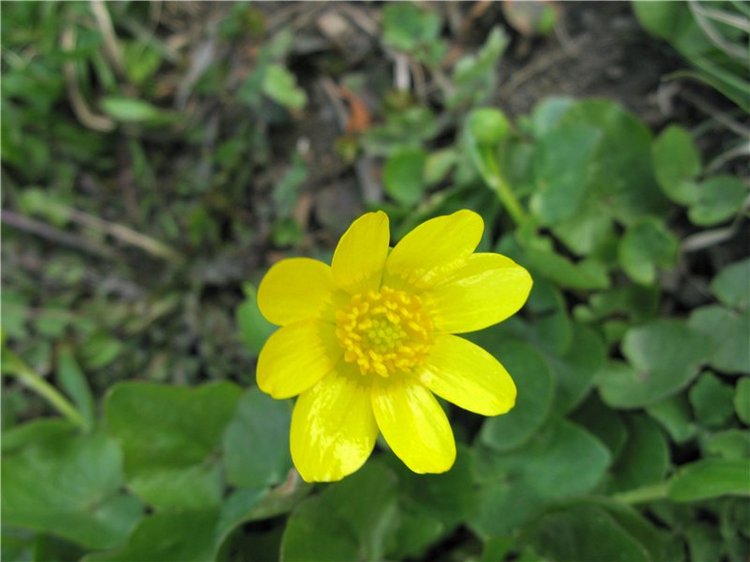 Тверская прогулка вдоль Волги - Матушки реки