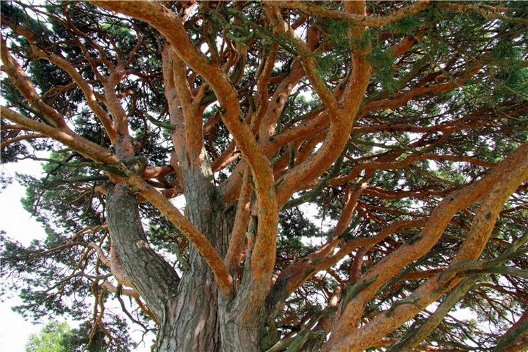 Иваниши. Храм Успения Пресвятой Богородицы