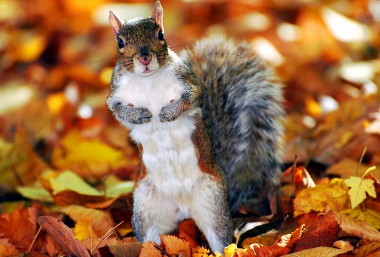 Красотка-осень — Болталка и разговоры обо всем: жизнь