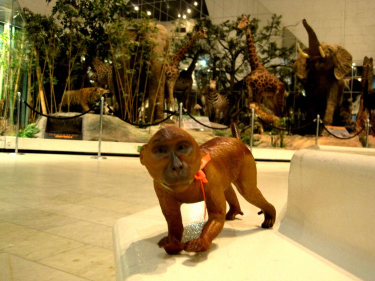 День в музее. Анжела в Государственном Дарвиновском музее