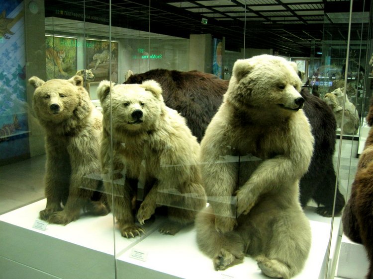 День в музее. Анжела в Государственном Дарвиновском музее