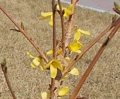 Весеннее — Куклы Ddung (Дданг): Корейские пупсы