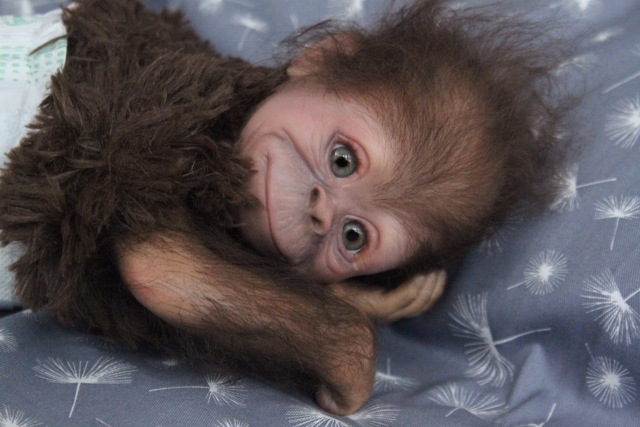 Клёпочка, кукла реборн Элины Кудрявцевой