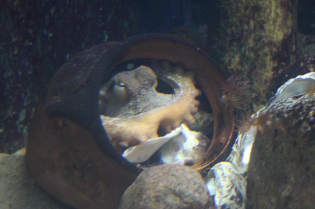 Сказка о Мишеле, BJD часть 2