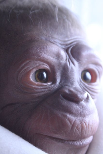 Гога, он же Гоша,он же Гора, он же Жора, здесь проживает? кукла реборн Элины Кудрявцевой (фото 4)