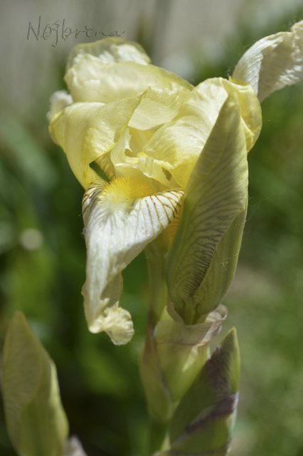 Яркие краски. Вихтели Rosemarie Anna Muller