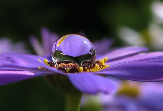 Капелька :) — Интересное и необычное: фотоподборки (фото 5)