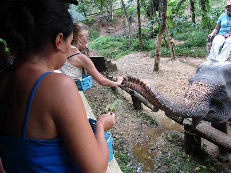 Семь слонов счастья — Туризм и путешествия: фотоотчеты из поездок