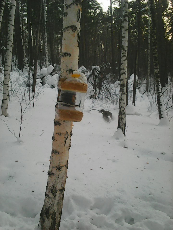 Интересное наблюдение за птицами у кормушки