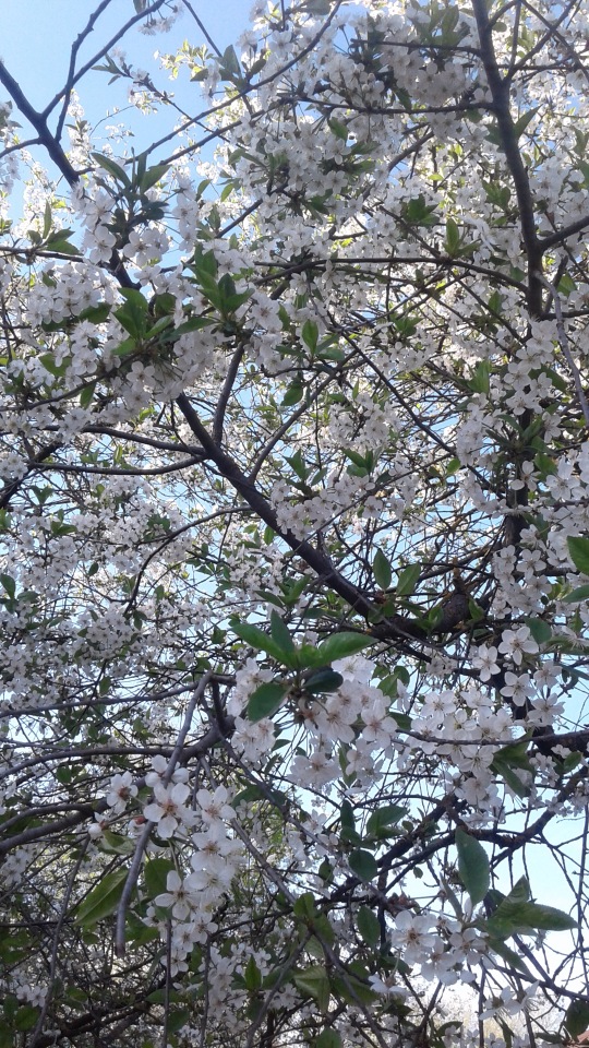 Природа Пскова: из весны в лето