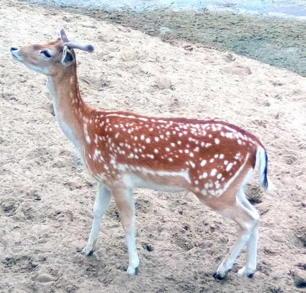 Тинка в экопарке — Куклы и тела Obitsu (Обитсу): 1/6